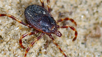Tropikalne kleszcze w Polsce. Olbrzymie Hyalomma marginatum