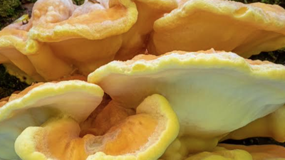 Żółciak siarkowy, Laetiporus sulphureus