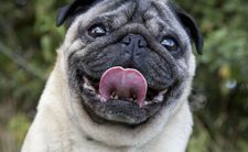 psy mopsy problemy zdrowotne