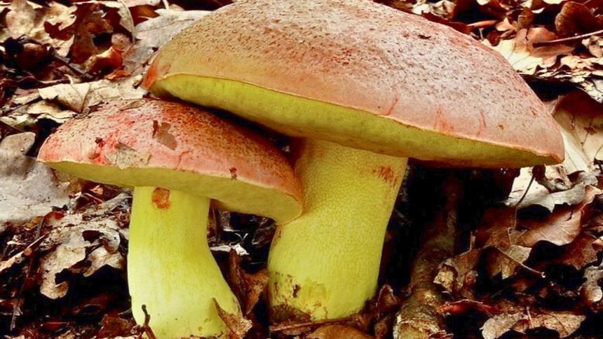 Ten gatunek grzyba jest pod ścisłą ochroną