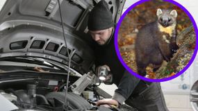 Jak pozbyć się kuny z samochodu?