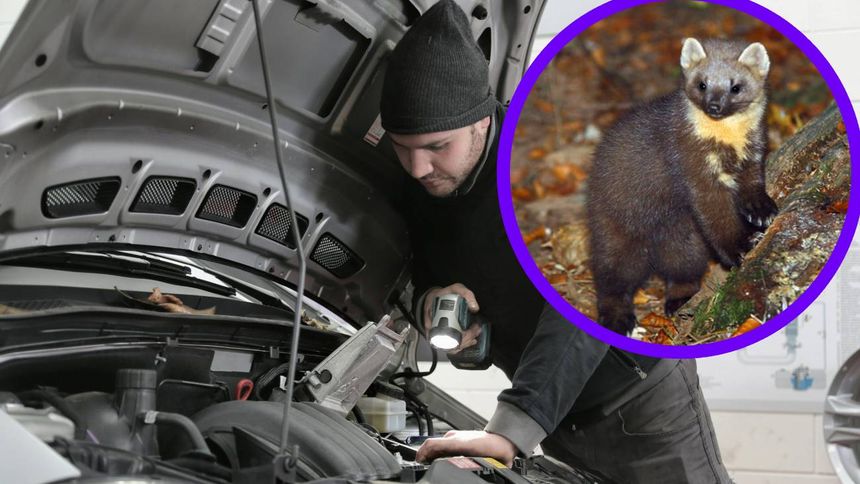 Jak pozbyć się kuny z samochodu?