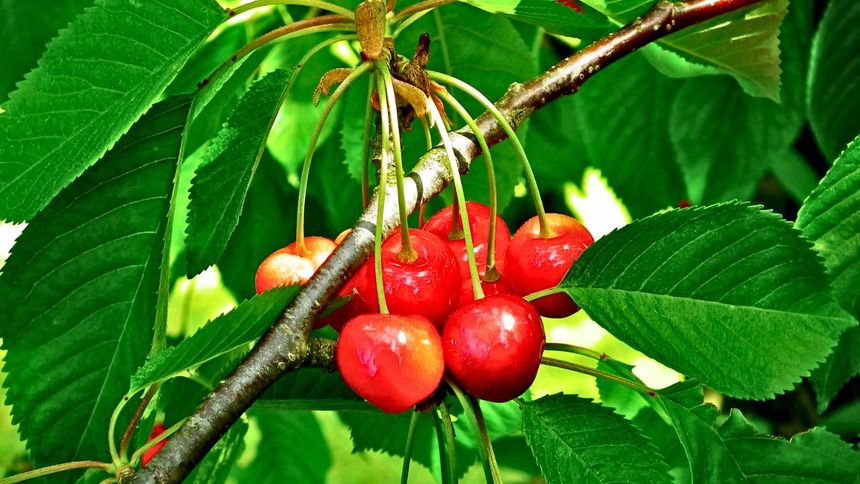 Szpaki już czyhają na czereśnie