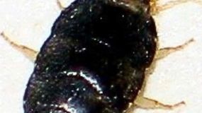 Rybik cukrowy często mieszka w naszych łazienkach