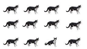 Który kot różni się od pozostałych?