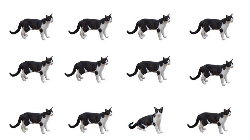 Który kot różni się od pozostałych?