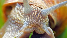 Ślimaki potrafią być prawdziwym utrapieniem