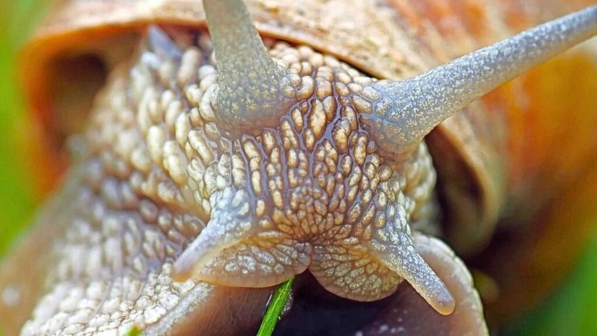 Ślimaki potrafią być prawdziwym utrapieniem