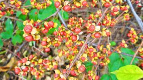 Ta roślina wkrótce będzie zakazana.