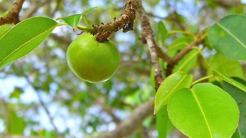 To drzewo może być zagrożeniem dla człowieka