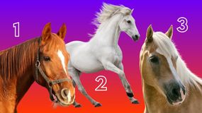 Psychotest dla miłośników koni