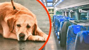 Przewóz zwierząt regulują odpowiednie przepisy