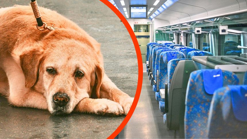 Przewóz zwierząt regulują odpowiednie przepisy