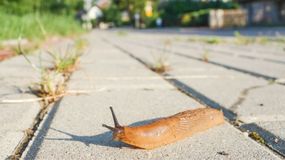 Domowe metody na ślimaki