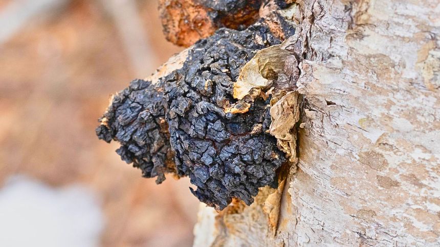 Ten grzyb ma być wykorzystany do leczenia raka