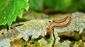 Mięsożerne "potworki" w Europie