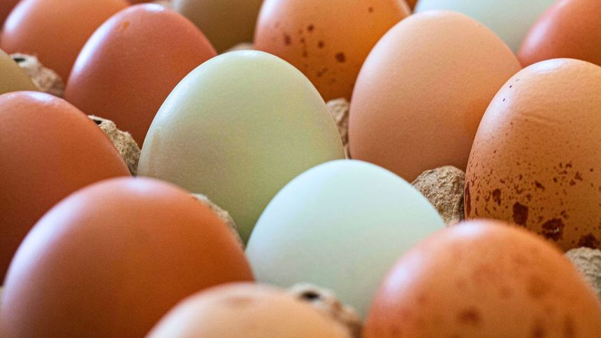 Opakowania po jajkach mogą trafić do trzech pojemników. Który wybrać?