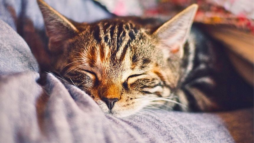 Kot śpi na tobie?