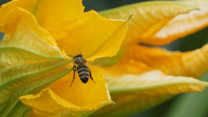 To jedna z wielu roślin, które możesz posadzić po cebuli
