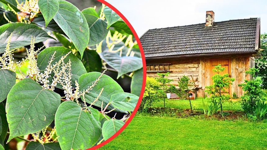 Ta roślina jest nielegalna w Polsce