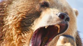 Samica tego gatunku może być niebezpieczna