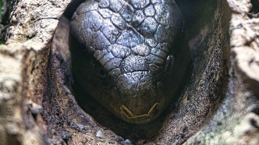 To jedno z najgroźniejszych zwierząt w kraju