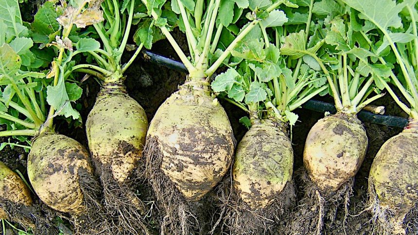 To warzywo w końcu zostało docenione