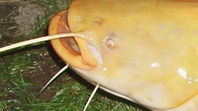 W Kędzierzynie-Koźlu złowiono rekordowego suma