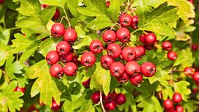 Takie właściwości lecznicze mają owoce głogu