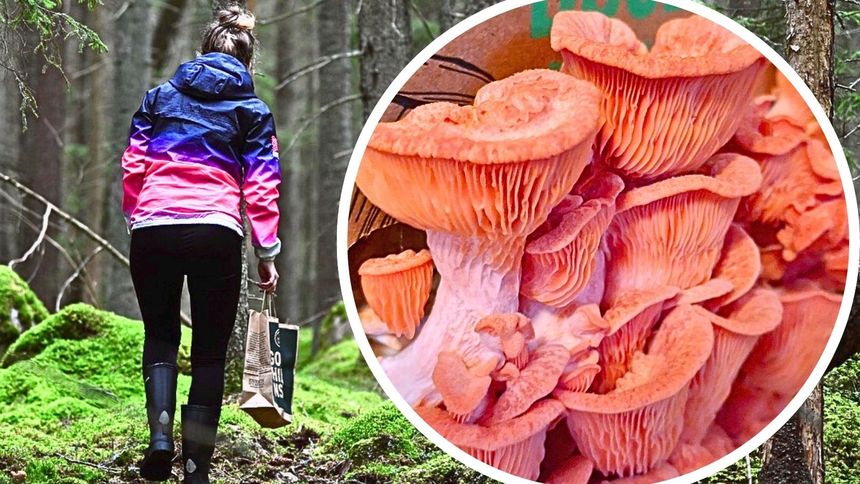 Wyhoduj grzyby w domu