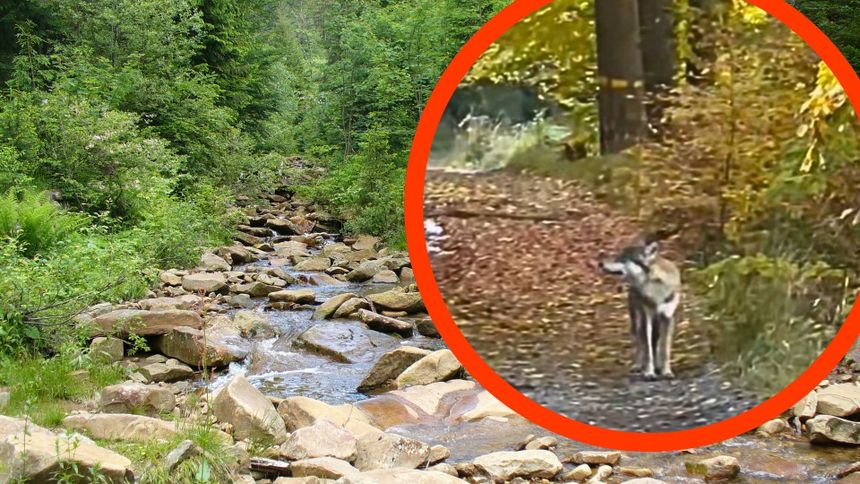 Niespodziewany widok na leśnym szlaku