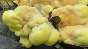 Zółciak siarkowy to jeden z najsmaczniejszych grzybów