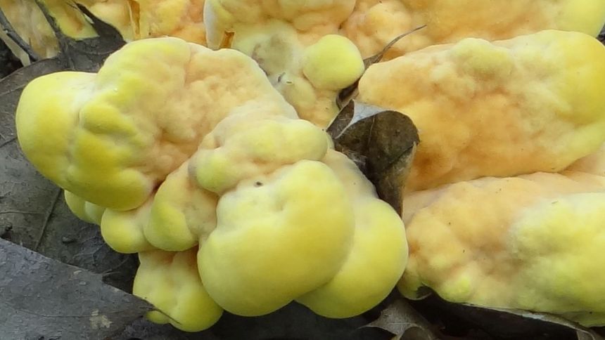 Zółciak siarkowy to jeden z najsmaczniejszych grzybów