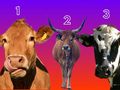 Psychotest. Wskaż krówkę, a powiem ci, kim jesteś!