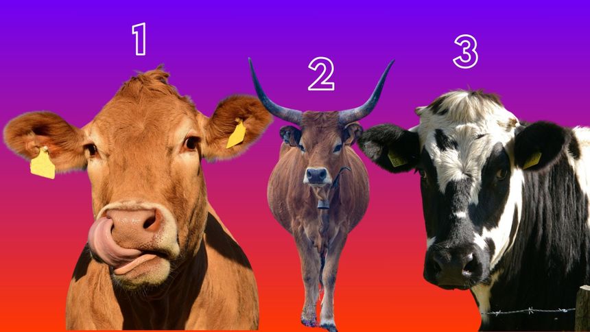 Psychotest. Wskaż krówkę, a powiem ci, kim jesteś!