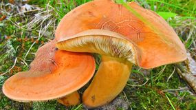 Ten grzyb pachnie śledziem