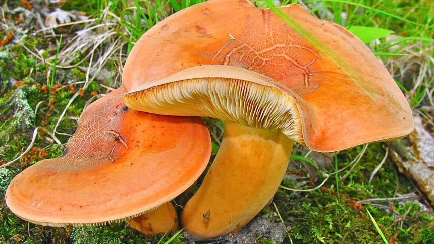 Ten grzyb pachnie śledziem