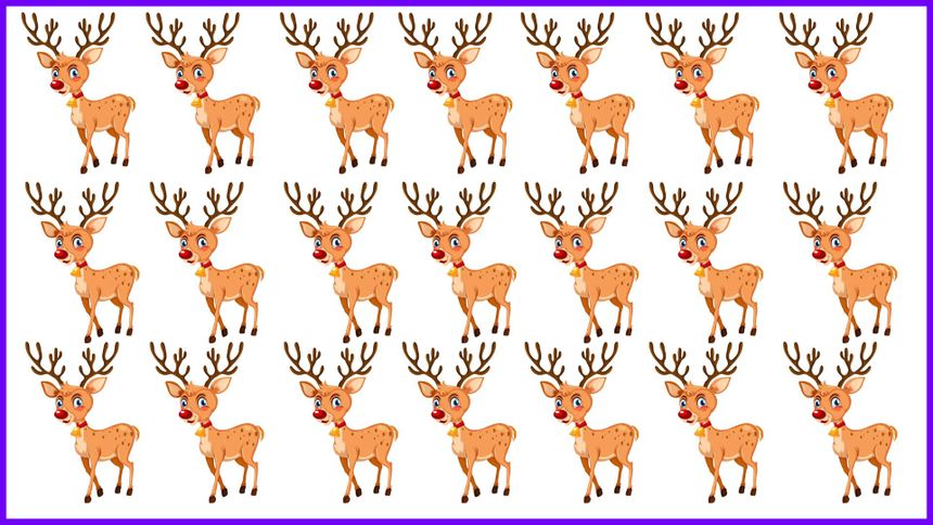 Test na IQ. Który renifer nie pasuje? 10 sekund musi wystarczyć!