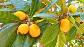 Ten owoc jest napchany witaminami