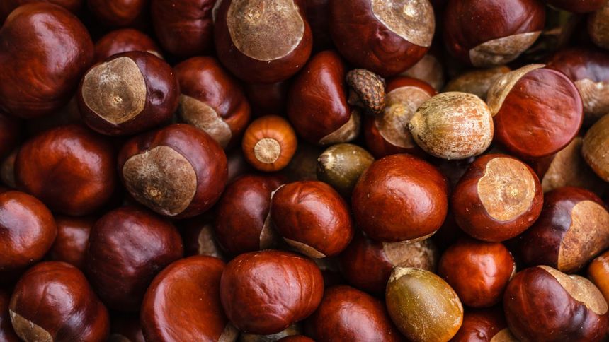 Maseczka z kasztanów - właściwości, sposób przygotowania i składniki