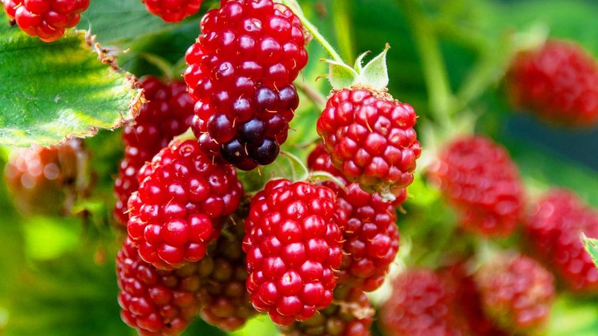 Maliny to niezwykle zdrowe owoce