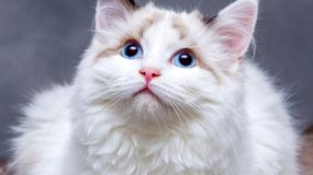 Niejeden właściciel kota napotyka na ten problem