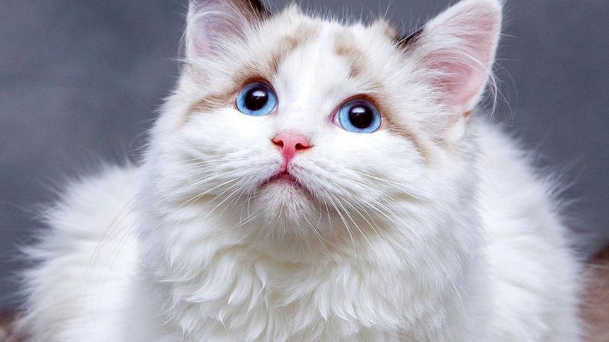 Niejeden właściciel kota napotyka na ten problem