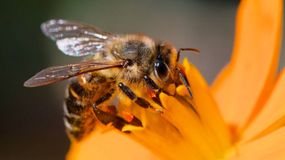 Nowe badania ws. pszczół 