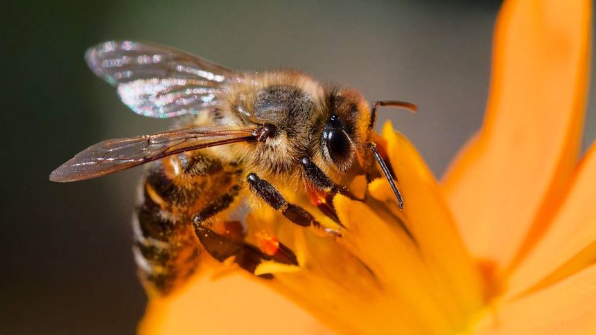 Nowe badania ws. pszczół 