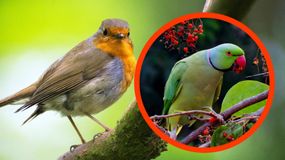 Ta aplikacja pozwala lepiej poznać przyrodę