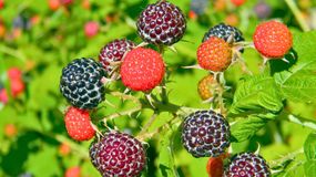 Ten owoc zdziała zdrowotne cuda.