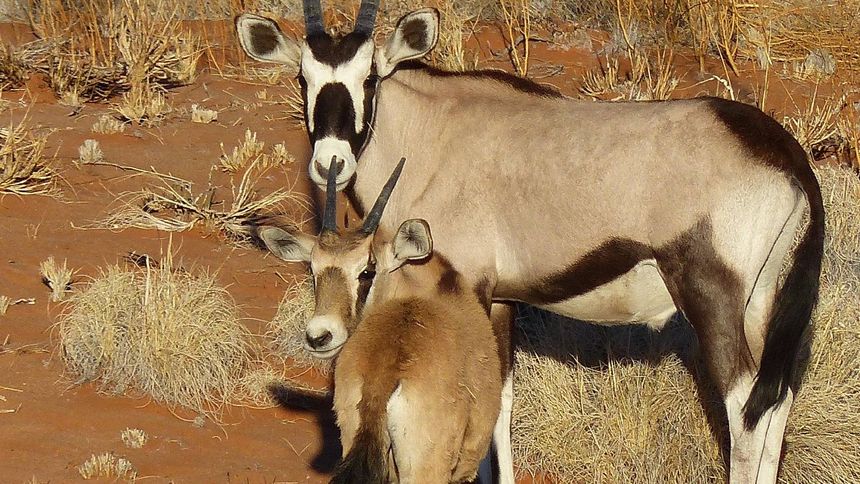 Zwierzę z Biblii urodziło się w Polsce