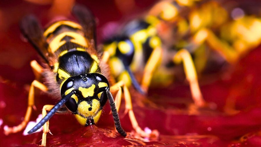 Jak skutecznie odstraszyć osy latem?