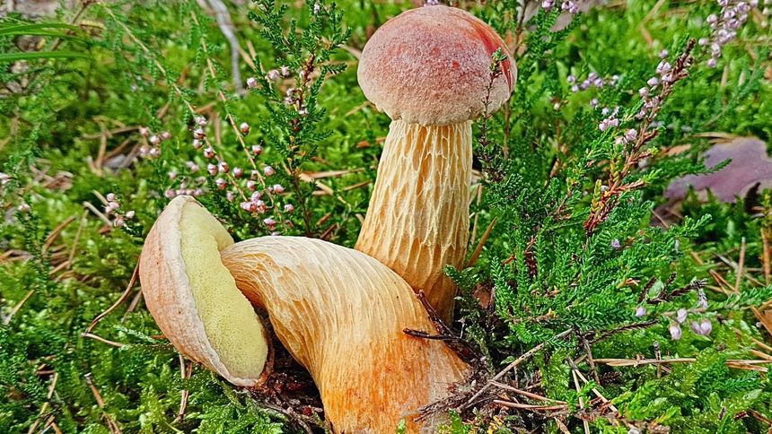 Ten grzyb zalał polskie lasy